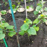 Kako koristiti amonijak za krastavce